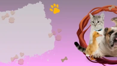 Pet Products